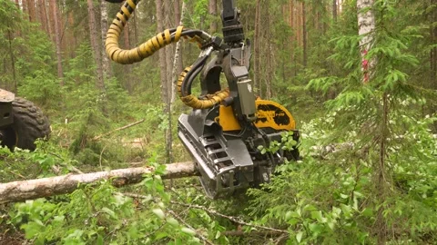 Harvesting trees in the forest using a logging machine. Deforestation Stockbeeldmateriaal 278525387