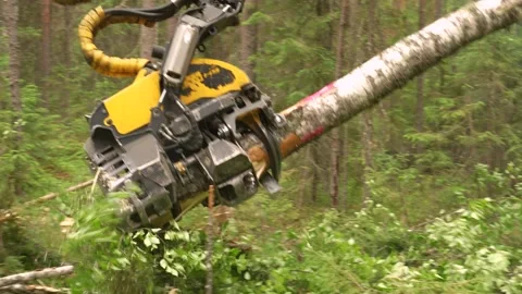 Harvesting trees in the forest using a logging machine. Deforestation Video stock 278731471