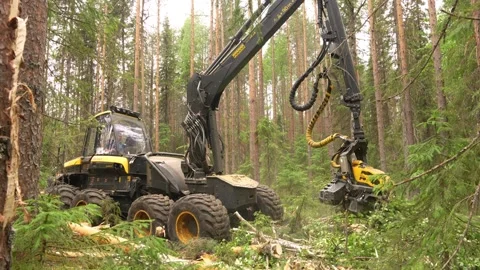 Harvesting trees in the forest using a logging machine. Deforestation Stockbeeldmateriaal 278735413