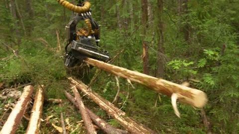 Harvesting trees in the forest using a logging machine. Deforestation Stockbeeldmateriaal 280911517