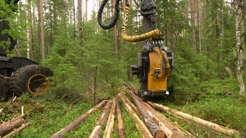 Harvesting trees in the forest using a logging machine. Deforestation Video stock 280912929