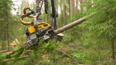 Harvesting trees in the forest using a logging machine. Deforestation Stockbeeldmateriaal 280915450