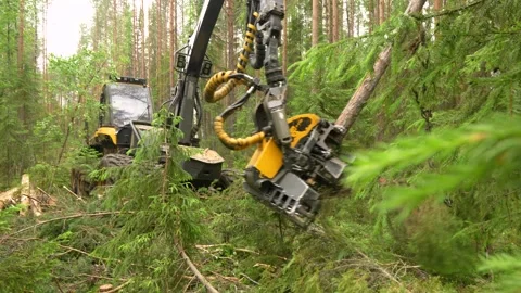 Harvesting trees in the forest using a logging machine. Deforestation Video stock 280916788