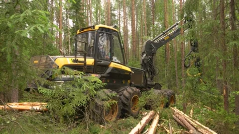 Harvesting trees in the forest using a logging machine. Deforestation Stockbeeldmateriaal 280917179