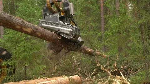 Harvesting trees in the forest using a logging machine. Deforestation Video stock 280917940