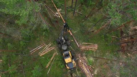 Harvesting trees in the forest using a logging machine. Deforestation Stockbeeldmateriaal 314428698