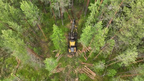 Harvesting trees in the forest using a logging machine. Deforestation Stockbeeldmateriaal 314428699