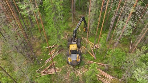 Harvesting trees in the forest using a logging machine. Deforestation Stockbeeldmateriaal 314429159