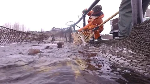 Harvesting trout Video stock 73591106