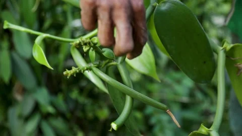 Harvesting vanilla tree 2 Video stock 251387584