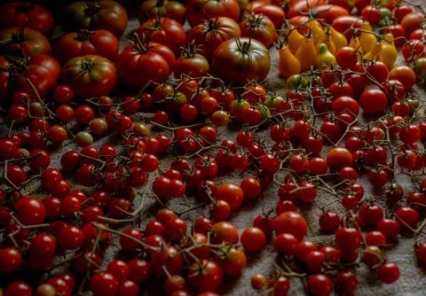 Harvesting Various Tomatoes Stock Photos