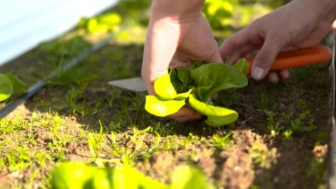 Harvesting Vegetable Stock Footage 94960455