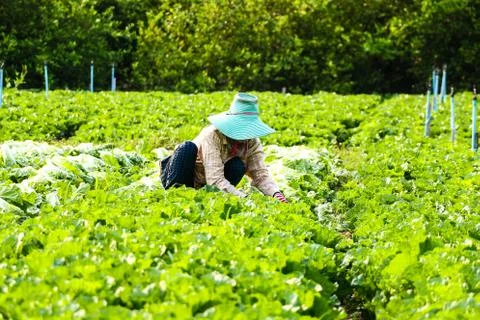 Harvesting vegetable Foto stock