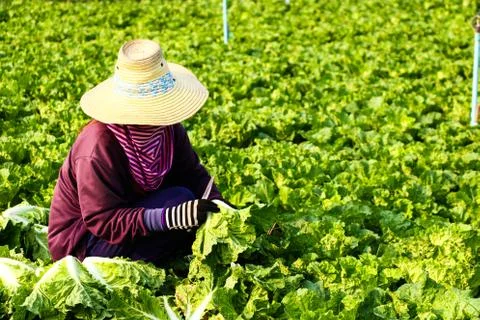 Harvesting vegetable Stock Photos