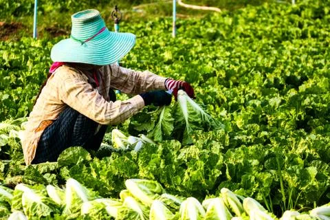 Harvesting vegetable Stock Photos