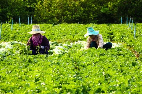 Harvesting vegetable Stock Photos