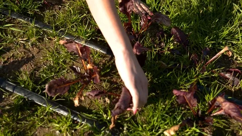 Harvesting Vegetables 2 Stock Footage 94960465