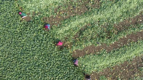 Harvesting vegetables Stock Footage 252015717