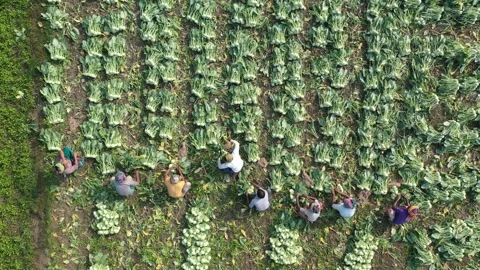 Harvesting vegetables Stock Footage 252015745