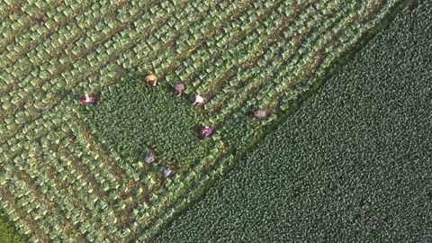 Harvesting vegetables Stock Footage 252015816
