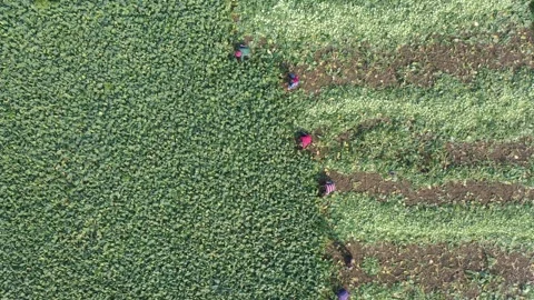 Harvesting vegetables Stock Footage 252015869