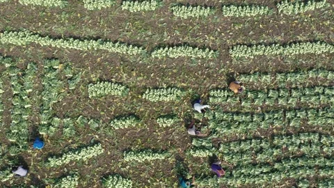 Harvesting vegetables Stock Footage 252015963