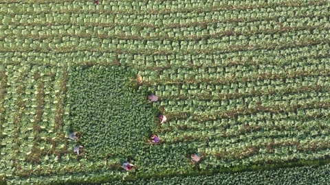 Harvesting vegetables Stock Footage 252015966