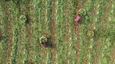 Harvesting vegetables Stock Footage 252016087
