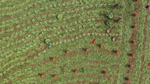 Harvesting vegetables Stock Footage 252016829