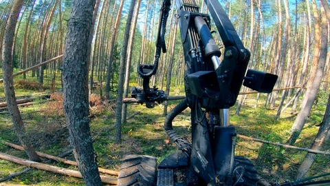 Harvesting vehicle is processing and cutting pines Stock Footage 116964280