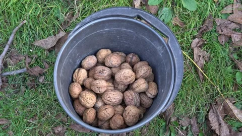 Harvesting walnuts. A bucket full of walnuts. Healthy, fresh nuts, delicious Видео 309982478