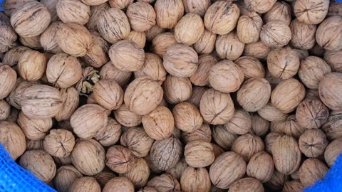 Harvesting walnuts in an orchard during the fall season Stock Footage 328443780