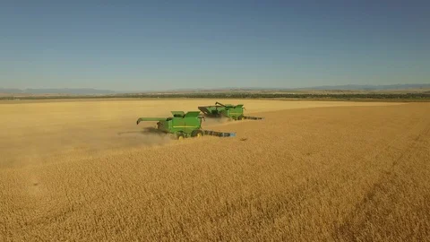 Harvesting Wheat 06 Stock Footage 101628318