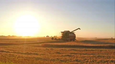 Harvesting wheat in August Stock Footage 54499018