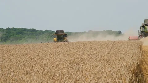 Harvesting wheat by combines in the field Stock Footage 166438853