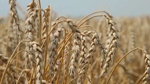 Harvesting wheat by combines in the field Stock Footage 166438997