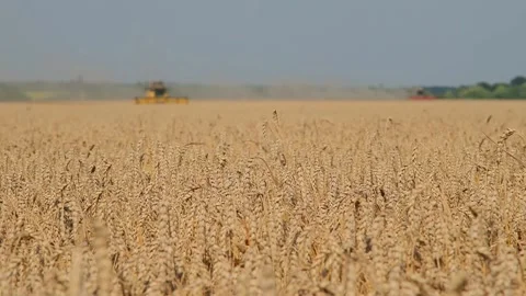Harvesting wheat by combines in the field Stock Footage 166439136