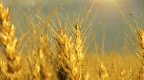 Harvesting wheat cut 2 Stock Footage 8975064