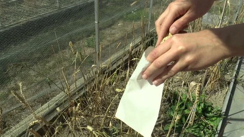 Harvesting wheat ears to bag sample for scientific research genetics, scientist Video stock 100471907