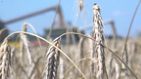 Harvesting on wheat field Stock Footage 60984738