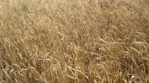 Harvesting Wheat Field Stock Footage 91370083