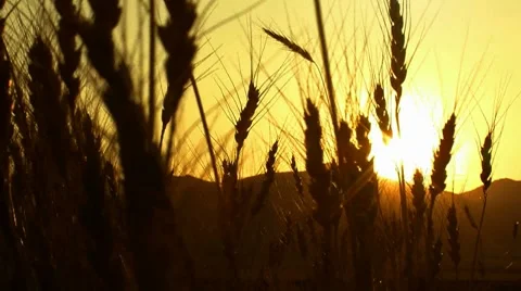 Harvesting wheat field sunset ( series 1 version 7 )