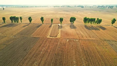 Harvesting of wheat fields by the big river and harvesting of autumn crops. Stock Footage 288163305