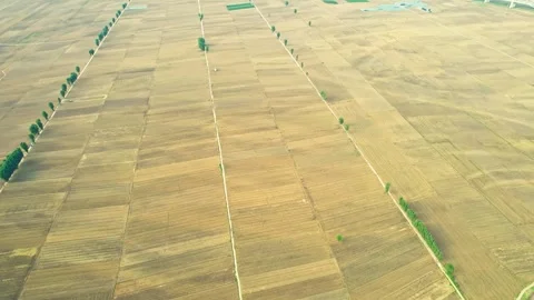 Harvesting of wheat fields by the big river and harvesting of autumn crops. Stock Footage 288163352