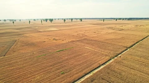 Harvesting of wheat fields by the big river and harvesting of autumn crops. Stock Footage 288163365