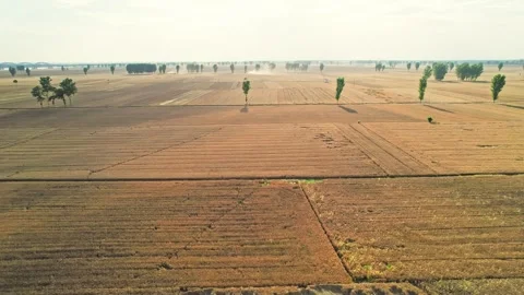 Harvesting Of Wheat Fields By The Big River And Harvesting Of Autumn Crops Stock Footage 288163404