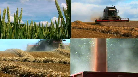 Harvesting the wheat Stock Footage 156747