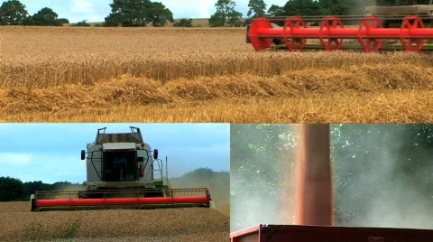 Harvesting the wheat Stock Footage 157229