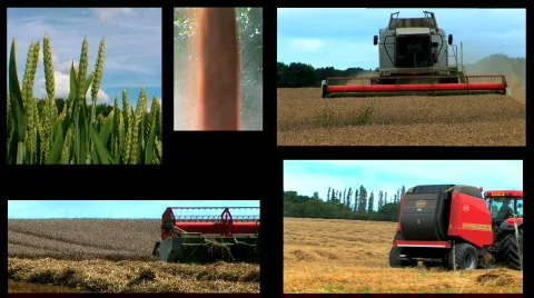 Harvesting the wheat Stock Footage 157794