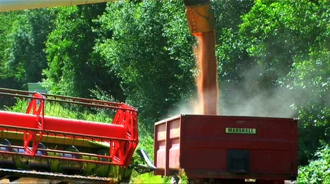 Harvesting the wheat Stock Footage 159909
